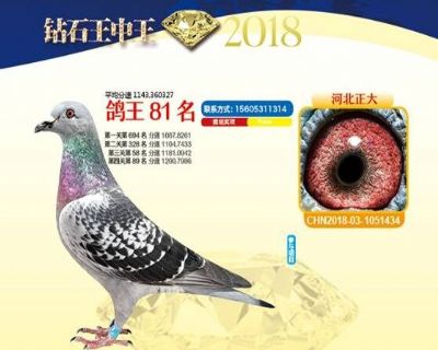 王中王四马一肖，探寻背后的故事与奥秘，王中王四马一肖，背后的故事与奥秘探寻