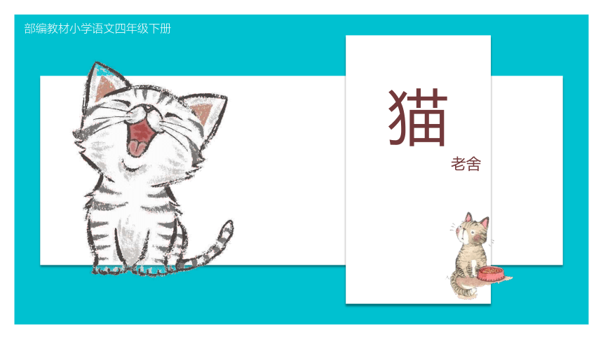 猫PPT课件，探索猫的神秘魅力与精彩世界，猫PPT课件，揭秘猫的神秘魅力与精彩世界探索