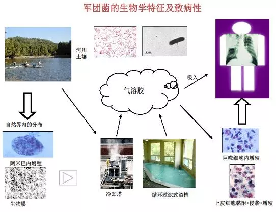 揭秘集团菌，一种神秘的微生物世界，揭秘集团菌，神秘的微生物世界探索