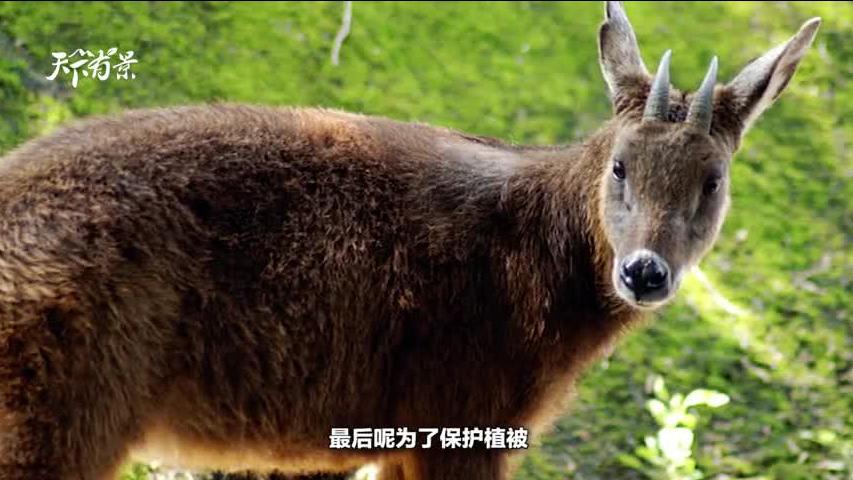 策略分析与秘密揭秘
