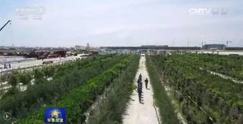 南沙岛礁绿化，绿色生态建设的南海新篇章，南沙岛礁绿化，南海绿色生态新篇章启动